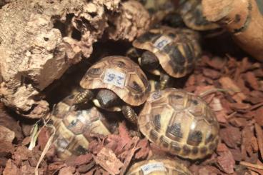 Tortoises kaufen und verkaufen Photo: Testudo Hermanni Hermanni Tortoises kaufen und verkaufen Photo: Testudo Hermanni Hermanni
