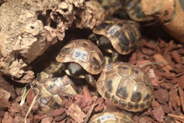 Tortoises kaufen und verkaufen Photo: Testudo Hermanni Hermanni