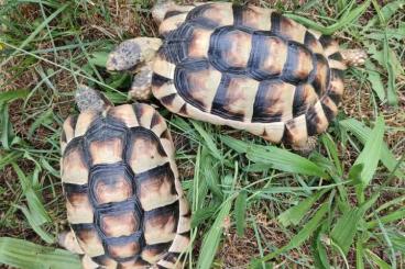 Landschildkröten kaufen und verkaufen Foto: Testudo marginata Breitrandschildkröte 