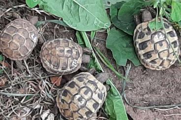 Landschildkröten kaufen und verkaufen Foto: Griechische Landschildkröten 