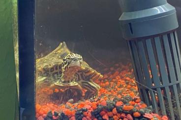 Schildkröten  kaufen und verkaufen Foto: Pracht-Höcherschildkröte Kleinbleibend 