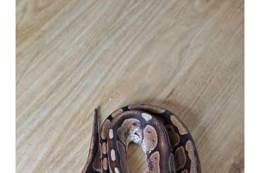 Ball Pythons kaufen und verkaufen Photo: Ein Pärchen  zum abgeben 