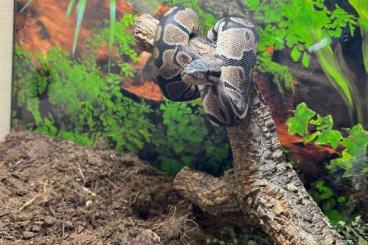 Pythons kaufen und verkaufen Photo: Verkaufe Königspython inclusive Terrarium 