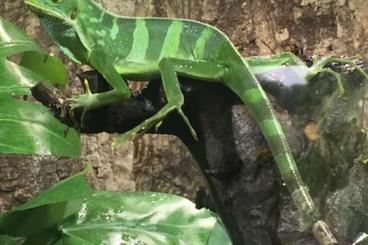 Echsen  kaufen und verkaufen Foto: Pärchen Fidschi-Leguan (Brachylophus fasciatus) geb. 10/2015 an