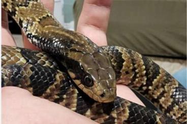 Schlangen kaufen und verkaufen Foto: Searching 1.1 ( Hydrodynastes gigas) false water cobra 