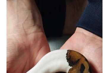 Schlangen kaufen und verkaufen Foto: Mega handzahme Königspython Pied 50% het Albino 