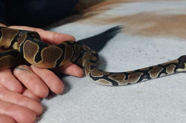 Pythons kaufen und verkaufen Foto:  handzahme junge Königspython 