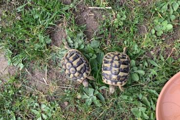 Landschildkröten kaufen und verkaufen Foto: 2 griechische Landschildkröten Thb 2021