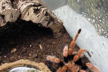 Vogelspinnen kaufen und verkaufen Foto: Brachypelma smithi, ca. 4Jahre mit Terrarium zu verkaufen.