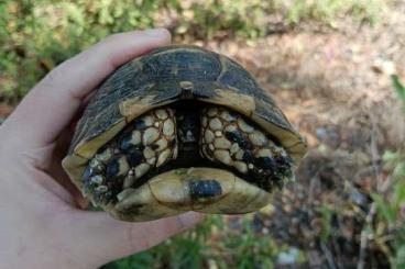 Tortoises kaufen und verkaufen Photo: Testudo graeca nabeulensis Tortoises kaufen und verkaufen Photo: Testudo graeca nabeulensis