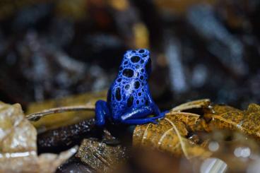 Pfeilgiftfrösche kaufen und verkaufen Foto: Verkaufe 4 Azureus Jungtiere 