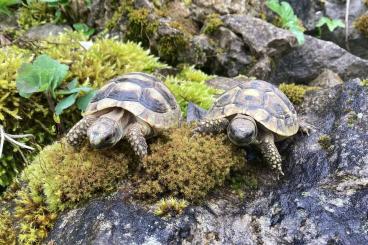 Tortoises kaufen und verkaufen Photo: Griech.Babylandschildkröten