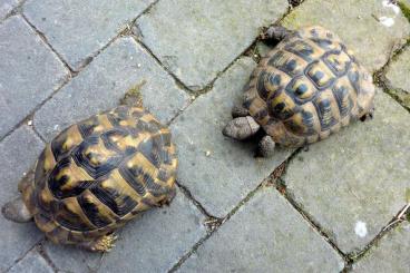 Tortoises kaufen und verkaufen Photo: 1 Paar Griechische Landschildkröten (hermanni boettgeri) zu verkaufen