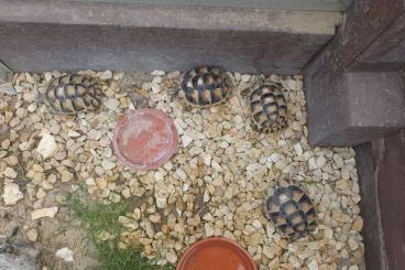 Turtles and Tortoises kaufen und verkaufen Photo: Breitrandschildkröten NZ2020 (Testudo marginata)