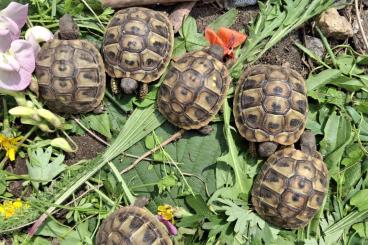 Landschildkröten kaufen und verkaufen Foto: Griechische Landschildkröten NZ 2024 Landschildkröten kaufen und verkaufen Foto: Griechische Landschildkröten NZ 2024