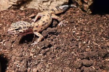 Geckos kaufen und verkaufen Foto: Leopardgecko mit Terrarium 