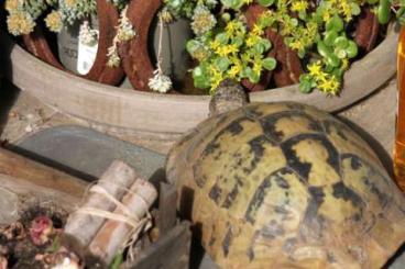 Landschildkröten kaufen und verkaufen Foto: 1,2 Testudo Hermanni Boettgeri