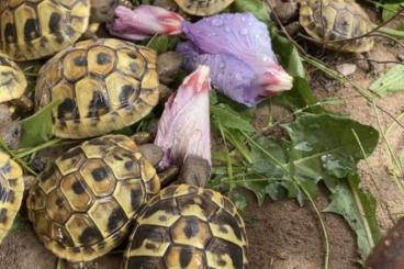 Tortoises kaufen und verkaufen Photo: Griechische Landschildkröten aus 2022