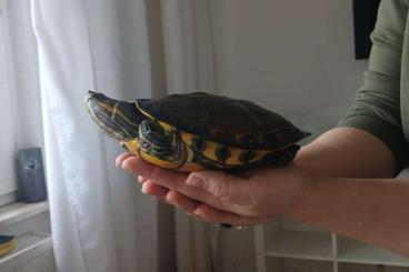 Turtles kaufen und verkaufen Photo: Suche ein liebevolles erfahrenes zuhause 