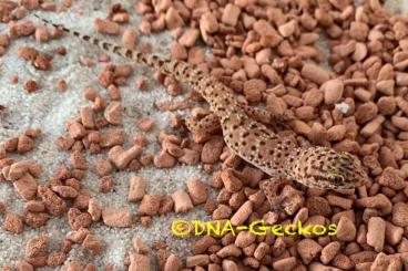 Geckos kaufen und verkaufen Foto: Heteronotia binoei „Sandstorm“