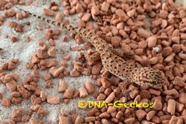 Geckos kaufen und verkaufen Foto: Heteronotia binoei / Australischer Kaktusgecko