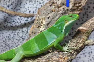 Lizards kaufen und verkaufen Photo: Junge Fidschi-Leguane (Brachylophus fasciatus) abzugeben Lizards kaufen und verkaufen Photo: Junge Fidschi-Leguane (Brachylophus fasciatus) abzugeben