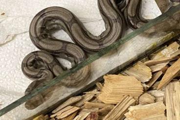 Schlangen kaufen und verkaufen Foto: Boa Constrictor Imperator Babys