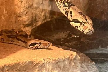 Boas kaufen und verkaufen Foto: Biete 2 Boa Constrictor inkl. Terrarium und Zubehör