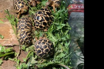 Turtles and Tortoises kaufen und verkaufen Photo: NZ Geochelone Elegans - Sternschildkröte