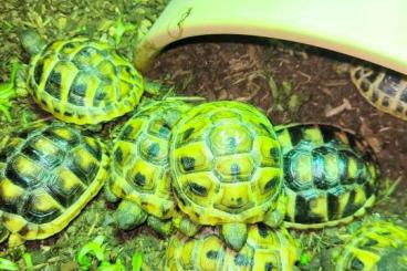 Tortoises kaufen und verkaufen Photo: Griechische Landschildkröten zu verkaufen 
