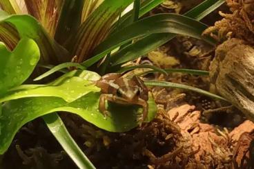 Poison dart frogs kaufen und verkaufen Photo: Suche Pfeilgiftfrösche blau, rot oder gelb...