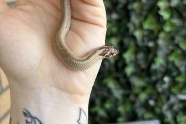 Colubrids kaufen und verkaufen Photo: Heterodon nasicus Hakennasennatter 0.1 Superconda Het Lavender