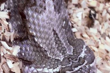 Nattern ungiftige kaufen und verkaufen Foto: 0.1 Lavender Conda 66% Frosted Adult Breeder Hakennasennatter Nattern ungiftige kaufen und verkaufen Foto: 0.1 Lavender Conda 66% Frosted Adult Breeder Hakennasennatter