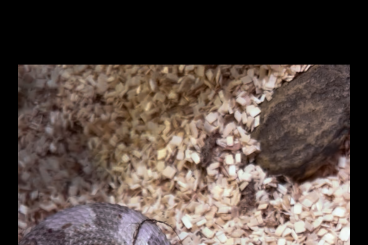 Colubrids kaufen und verkaufen Photo: 0.1 Lavender Conda 66% Frosted Adult Breeder Hakennasennatter Colubrids kaufen und verkaufen Photo: 0.1 Lavender Conda 66% Frosted Adult Breeder Hakennasennatter