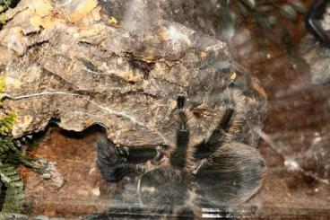 Spinnen und Skorpione kaufen und verkaufen Foto: Brachypelma albopilosum Weibchen