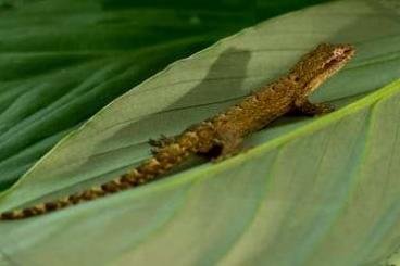 Geckos kaufen und verkaufen Foto: Suche jungferngecko         
