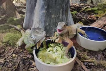Snakes kaufen und verkaufen Photo: Ich biete animal sitting an Snakes kaufen und verkaufen Photo: Ich biete animal sitting an