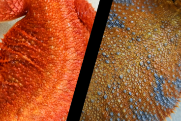 Bartagamen kaufen und verkaufen Foto: Bartagamen Jungtiere abzugeben 