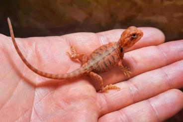 Bearded dragons kaufen und verkaufen Photo: Bartagamen Jungtiere abzugeben Bearded dragons kaufen und verkaufen Photo: Bartagamen Jungtiere abzugeben