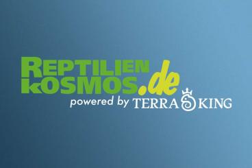 Echsen kaufen und verkaufen Foto: Diadophis, Trapelus, Acanthosaura, Scincus... Echsen kaufen und verkaufen Foto: Diadophis, Trapelus, Acanthosaura, Scincus...