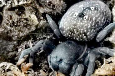 Spiders and Scorpions kaufen und verkaufen Photo: Suche : 1.0 Gandanameno echinata (echinatus) Spiders and Scorpions kaufen und verkaufen Photo: Suche : 1.0 Gandanameno echinata (echinatus)