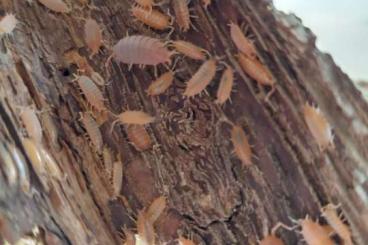 Insekten kaufen und verkaufen Foto: Porcellionides pruinosus orangene Kuba Asseln 