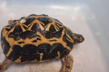 Schildkröten  kaufen und verkaufen Foto: Pyxis Arachnoides Maschio