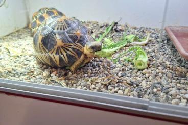 Landschildkröten kaufen und verkaufen Foto: Astrochelys Radiata !!!!!