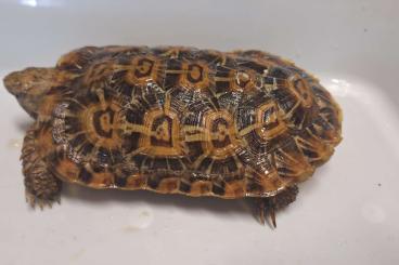 Schildkröten  kaufen und verkaufen Foto: Malachorchus Tornieri!!!!