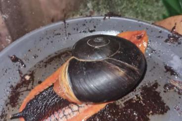 Mollusca kaufen und verkaufen Photo: Platymma tweediei  abzugeben 