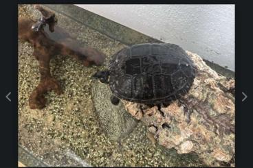 Turtles and Tortoises kaufen und verkaufen Photo: Geschenkt! Wasserschildkröte Gelbbauch-Schmuckschildkröte 
