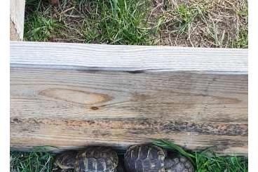 Tortoises kaufen und verkaufen Photo: Griechische und Breitrandschildkröten 