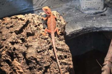Bartagamen kaufen und verkaufen Foto: Junges extreme Red Weibchen Bartagamen kaufen und verkaufen Foto: Junges extreme Red Weibchen