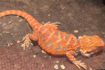 Bearded dragons kaufen und verkaufen Photo: 2 Bartagamen Weibchen mit oder ohne Terrarium Bearded dragons kaufen und verkaufen Photo: 2 Bartagamen Weibchen mit oder ohne Terrarium